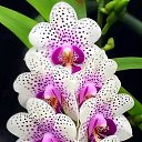 ���� Gabi, ������ - ��������� 10 ������� 2025 � ������ ���� ����������