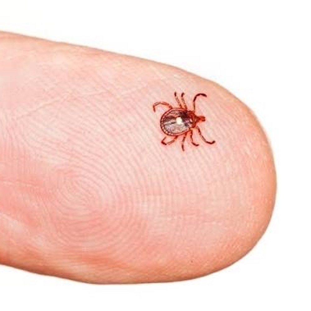       .         Lone Star tick.  ... - 3