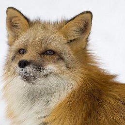 ���� ����, ������, 65 ��� - ��������� 17 ������� 2026