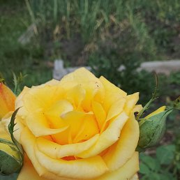 ����, �����-���������, 60 ���