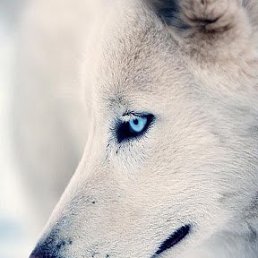 ���� Helgi, ��������, 59 ��� - ��������� 21 ������ 2024