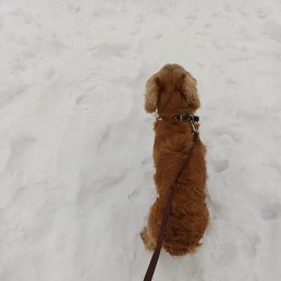 ������, ������, 38 ���