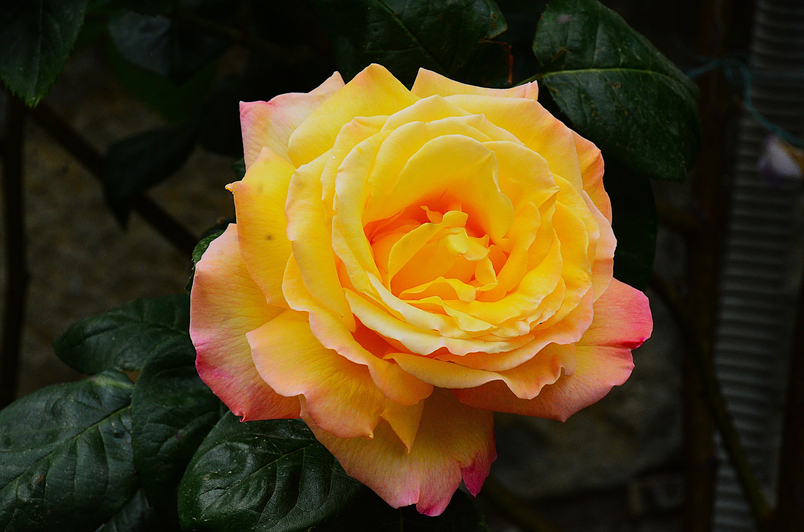 Aleksandr Voznii - 27  2025  07:55