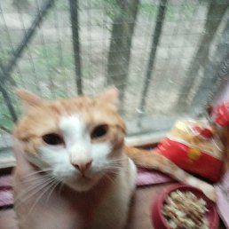 ���� Chekuchka, ������, 33 ���� - ��������� 1 ���� 2024