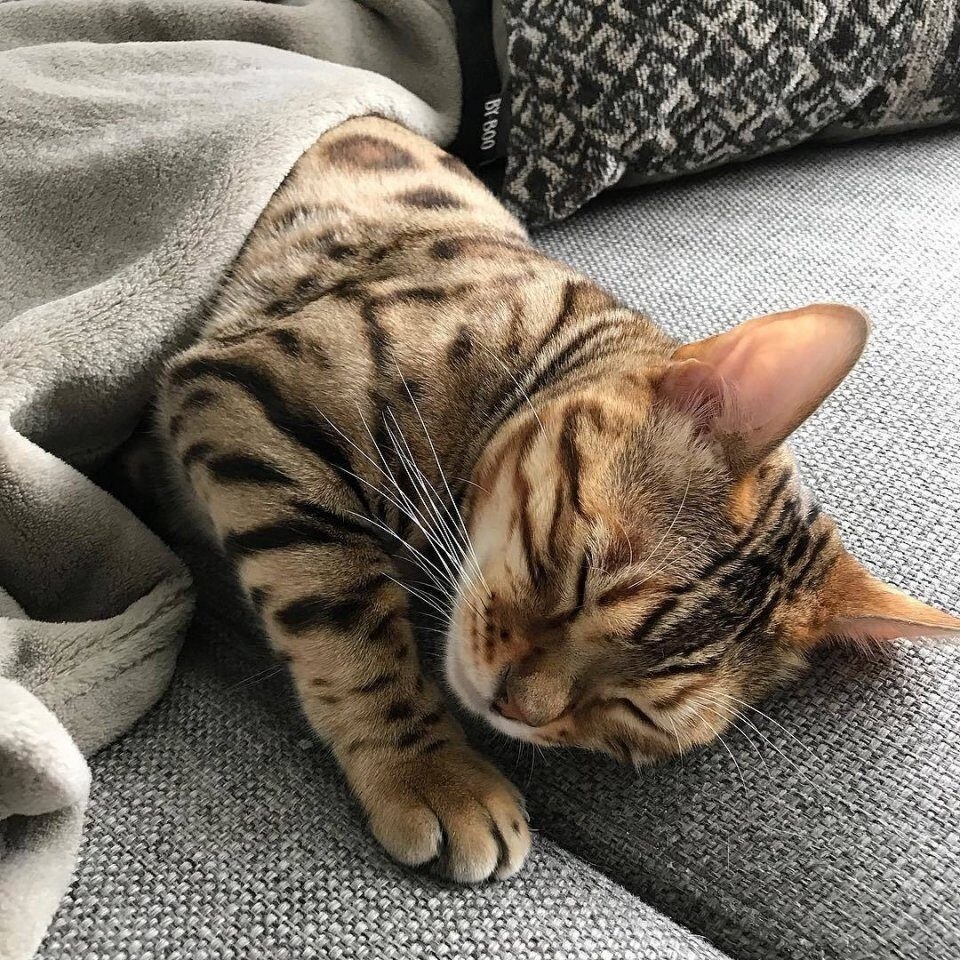 ��������� ���������)