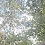 �����, 40 ���, ������