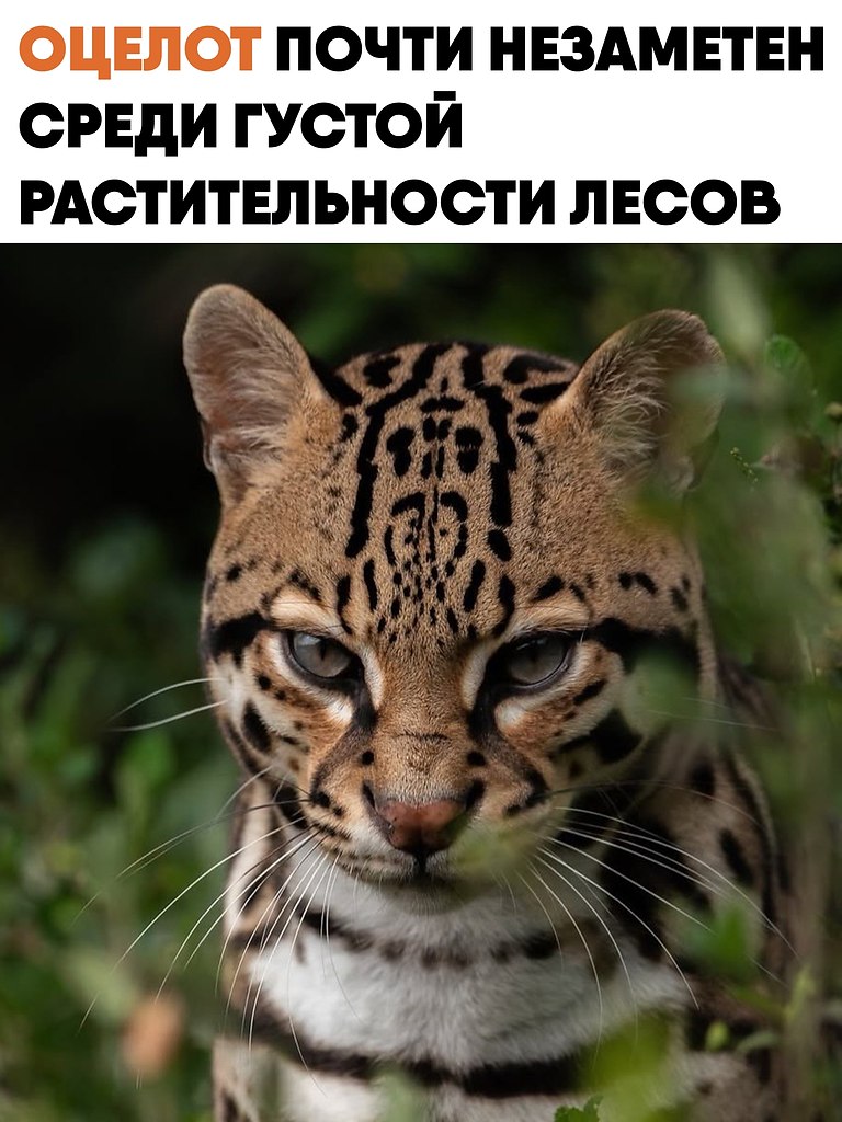 ������ ��������� ����� �� ����� �������� ����� ����� ����� �������. ���� ������ ��������� ...