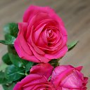 ���� ����, ������ - ��������� 21 ������ 2024 � ������ �������