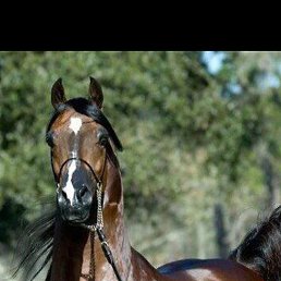 ����� ����, �����, 46 ���