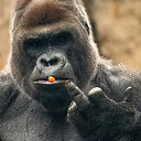 ���� �����, ��������� - ��������� 27 ����� 2024