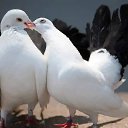 ���� ������, ������, 49 ��� - ��������� 1 ����� 2024