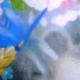 ������, ������, 63 ����