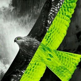 ��������� ������, �����, 36 ���