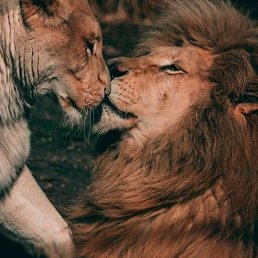 ���� ��������, �����, 52 ���� - ��������� 19 ������� 2023