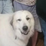 �������, 51 ���, �����������