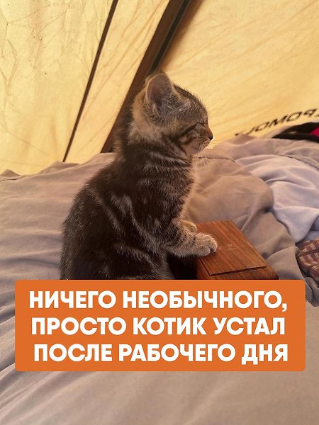 Котик просто показывает, как выглядит настоящая усталость после работы. Нам всем можно брать пример ...