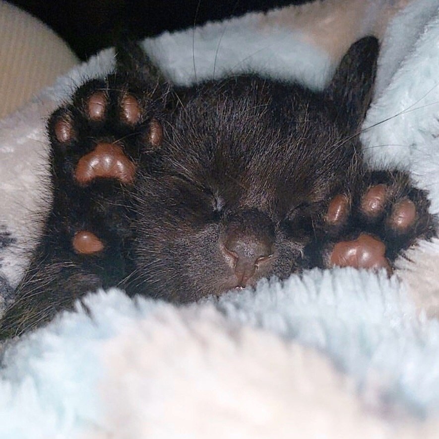 Прекрасных и сладких снов!