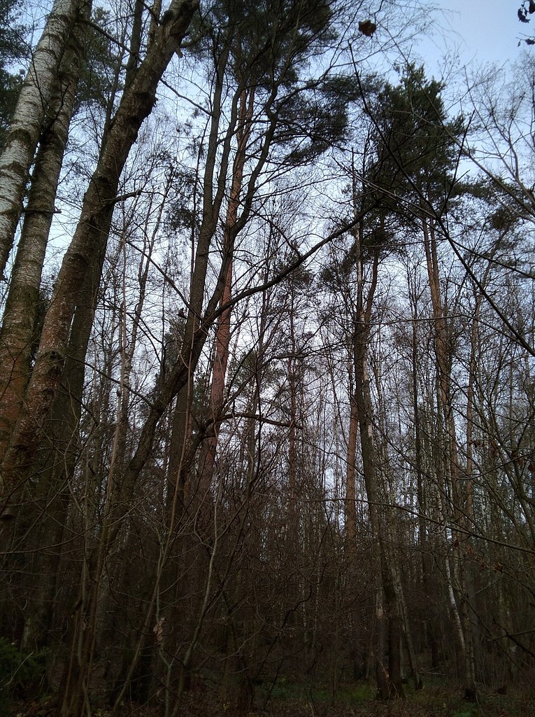 epoo-coco ec  aoao ape 