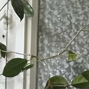 �����, 55 ���, ������