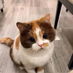 ������, �������, 50 ���