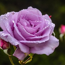 Nataliya, �����������