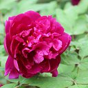 ���� ������, �����, 71 ��� - ��������� 27 ������ 2025 � ������ ���� ����������