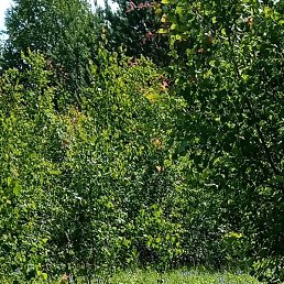 ������, ������, 63 ����