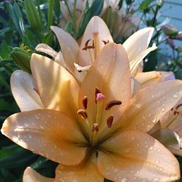 ���������, �����, 70 ���