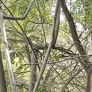 ����, 29 ���, �����-���������