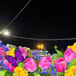 Alexander, �����, 64 ����