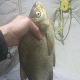 ���� �����, ������, 36 ��� - ��������� 8 ������� 2025