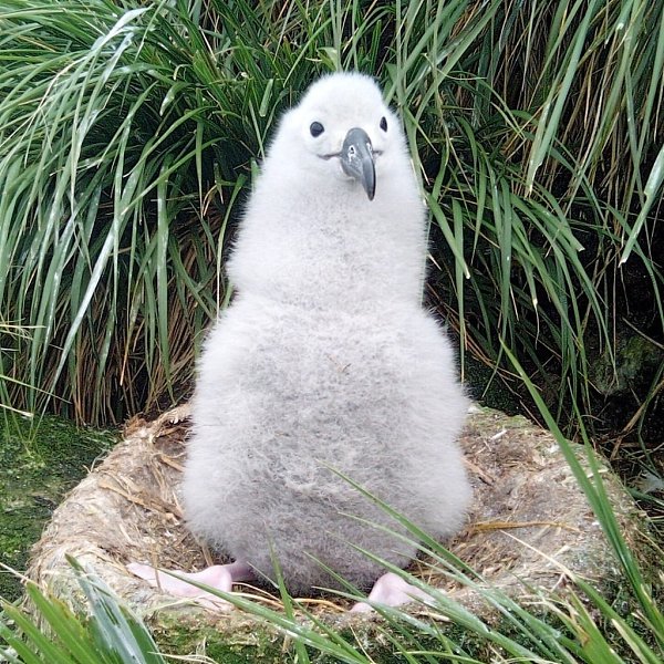      - ,        . ... - 4