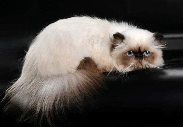 :)     ,           ...