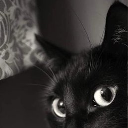 ���� Almond, ���������� - ��������� 31 ���� 2025