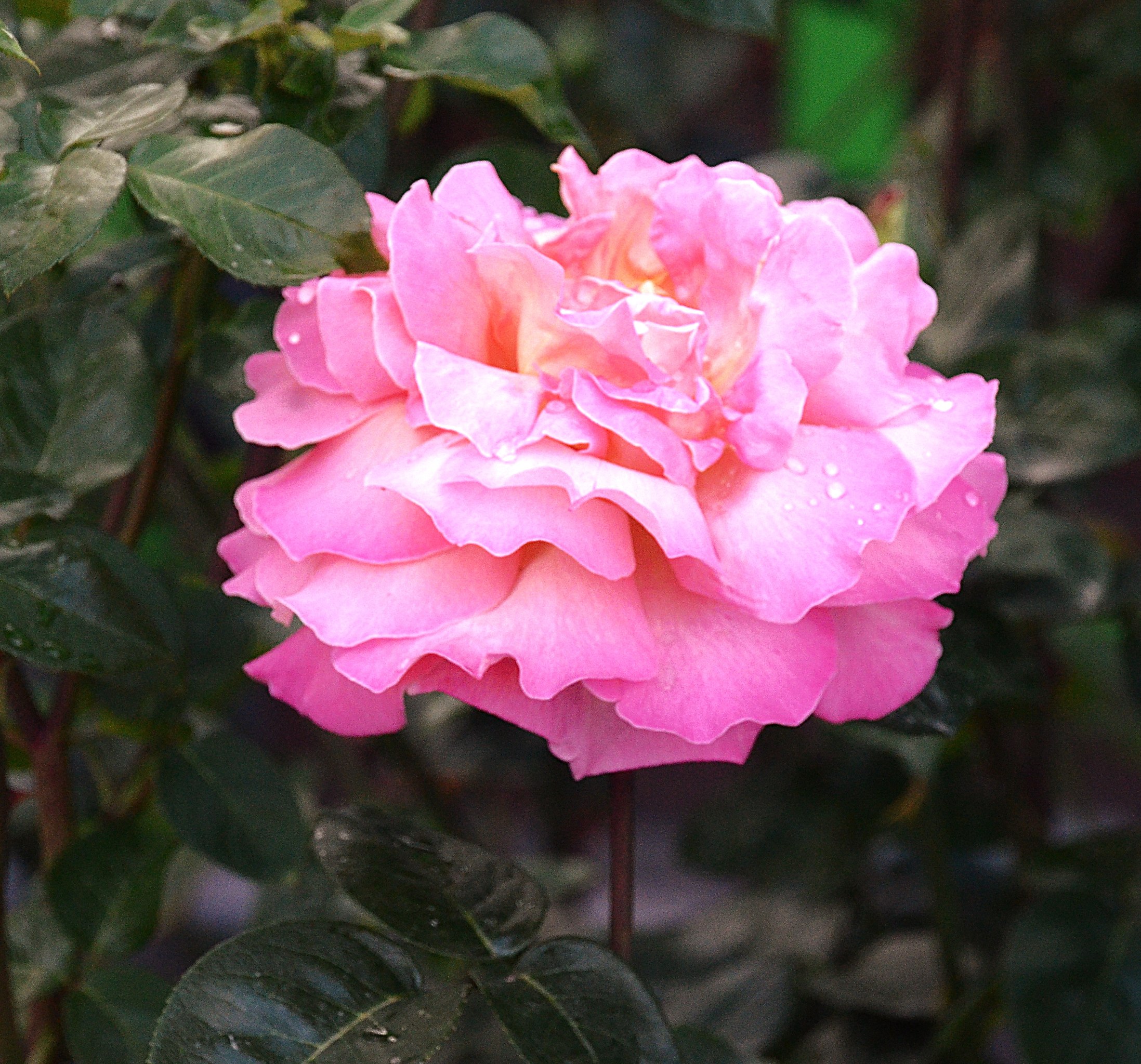 Aleksandr Voznii - 3  2025  19:00 - 6