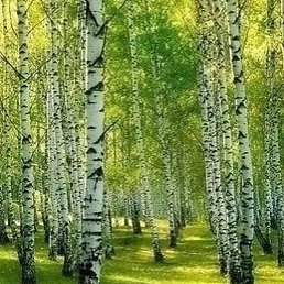 �����, ���������, 43 ����