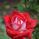 ���� Aleksandr, �����������, 64 ���� - ��������� 12 ���� 2026 � ������ ���� ����������