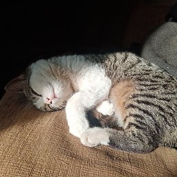 ���� �������, ���������, 50 ��� - ��������� 5 ����� 2026