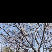 ���� �������, 39 ���, ��������