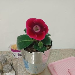 ������, �����-���������, 47 ���