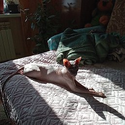 ��������, ������, 72 ����
