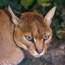 ���� ����, ������, 42 ���� - ��������� 10 ������ 2026 � ������ ���� ����������