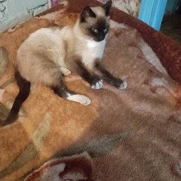 Viada, �����, 24 ����