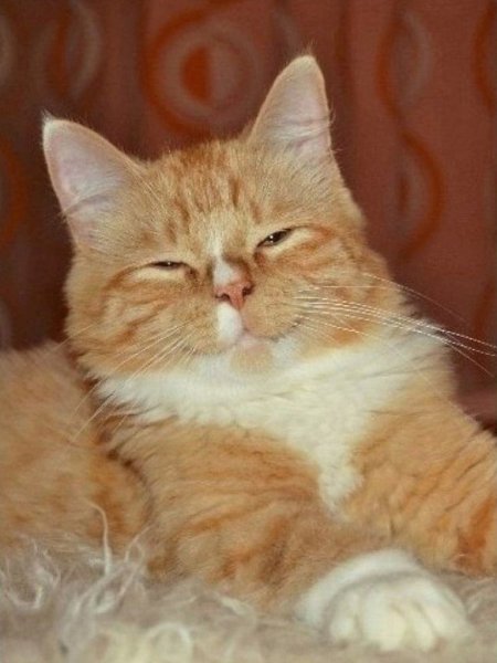 - Дорогой, давай купим автомобиль. Я водить научусь. - Свет с тобой повидаем… - Тот или этот? - 2