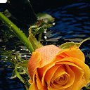 ���� �������, ������, 50 ��� - ��������� 15 �������� 2025 � ������ ���� ����������