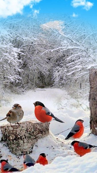 Очарование зимы.#зима #природа #россия #путешествия #фотография - 2
