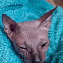 ������, �����, 50 ���