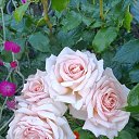 ���� �����, ����� - ��������� 4 ��� 2025