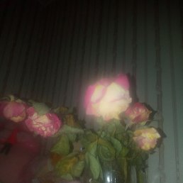 ˸��, ������, 62 ����