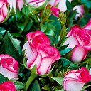 ���� �������, �����������, 44 ���� - ��������� 20 ������� 2024 � ������ ���� ����������